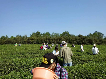 14級(jí)本科茶學(xué)專(zhuān)業(yè)同學(xué)茶樹(shù)保護(hù)實(shí)習(xí)
