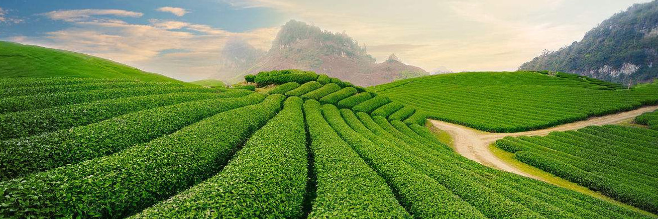 圖3：茶園圖
