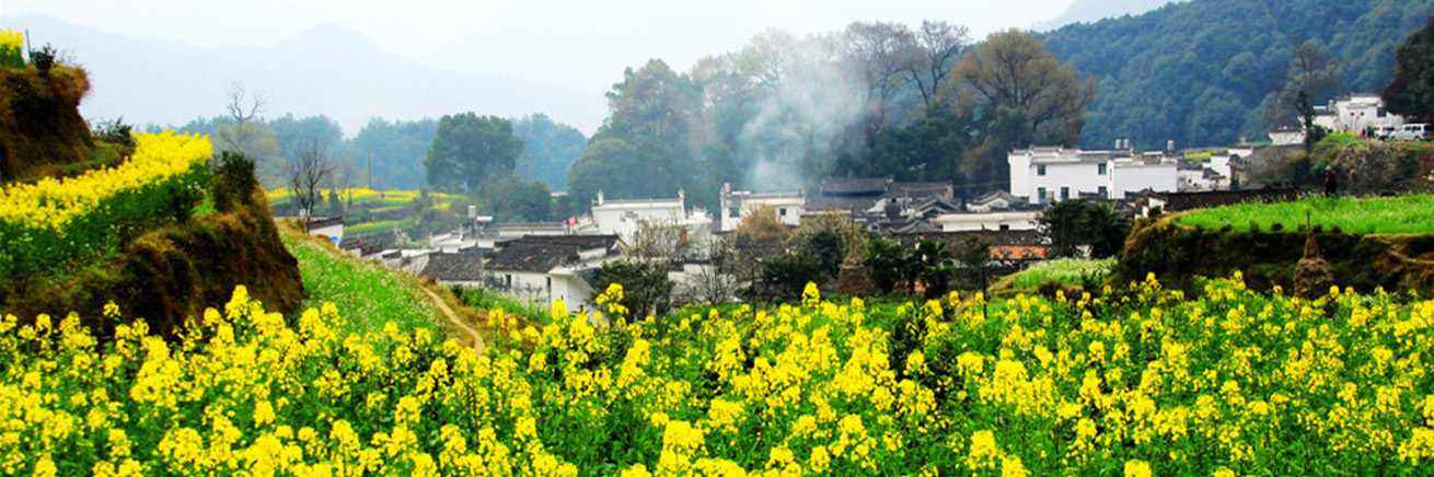 圖4：婺源油菜花圖